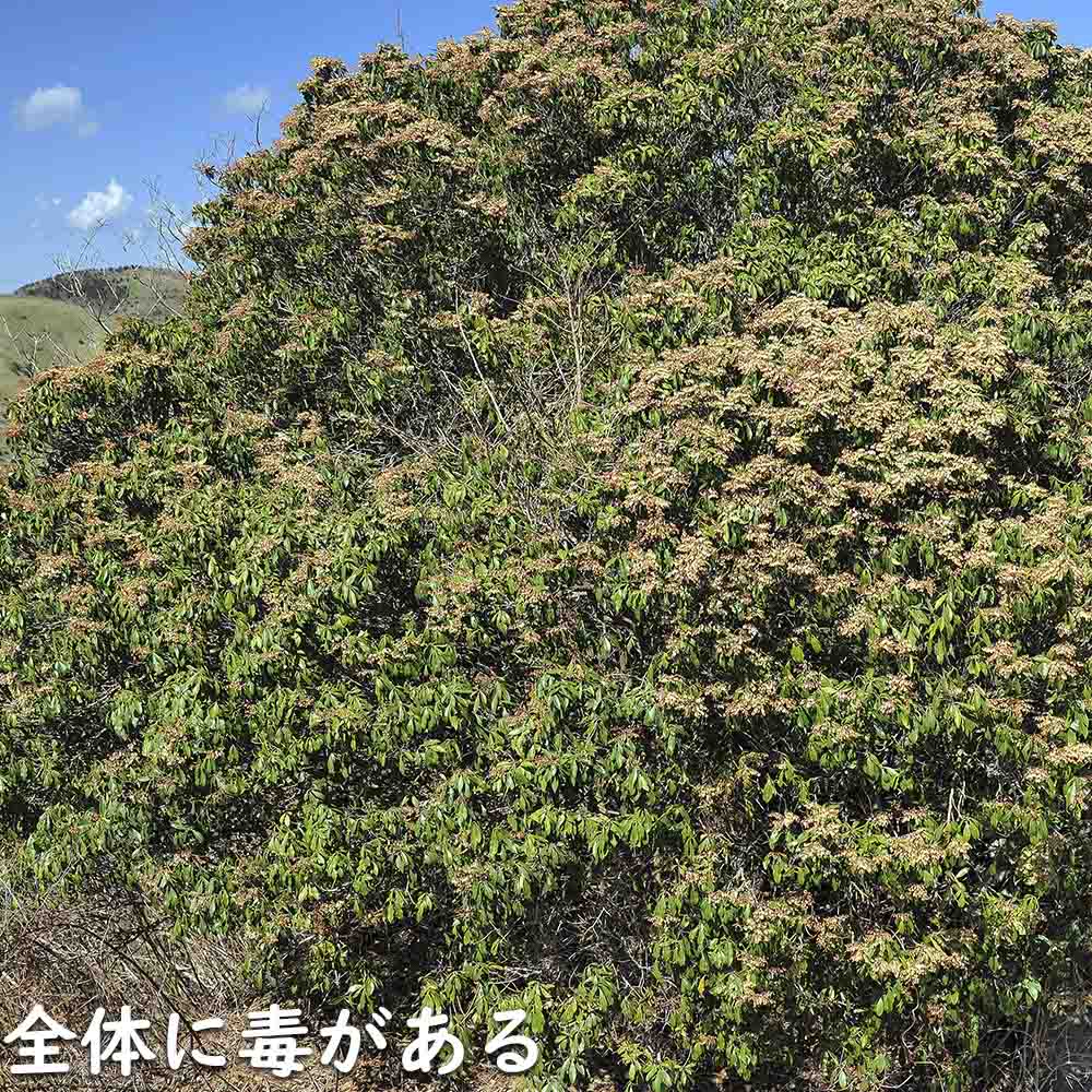楽天市場】アセビ 1m 露地 苗 : トオヤマグリーン