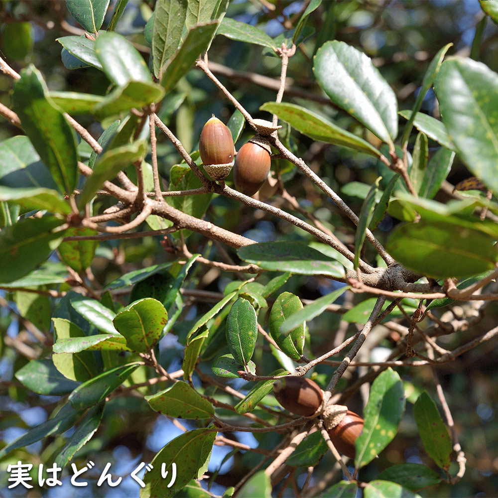 楽天市場】ウバメガシ 単木 2m 露地 苗木 : トオヤマグリーン