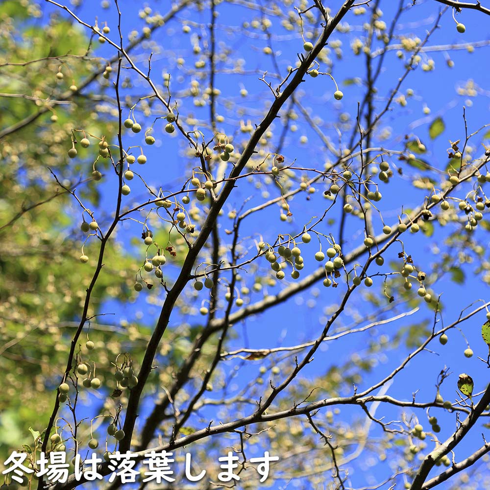 楽天市場】エゴノキ 株立ち 2m 露地 苗木 : トオヤマグリーン