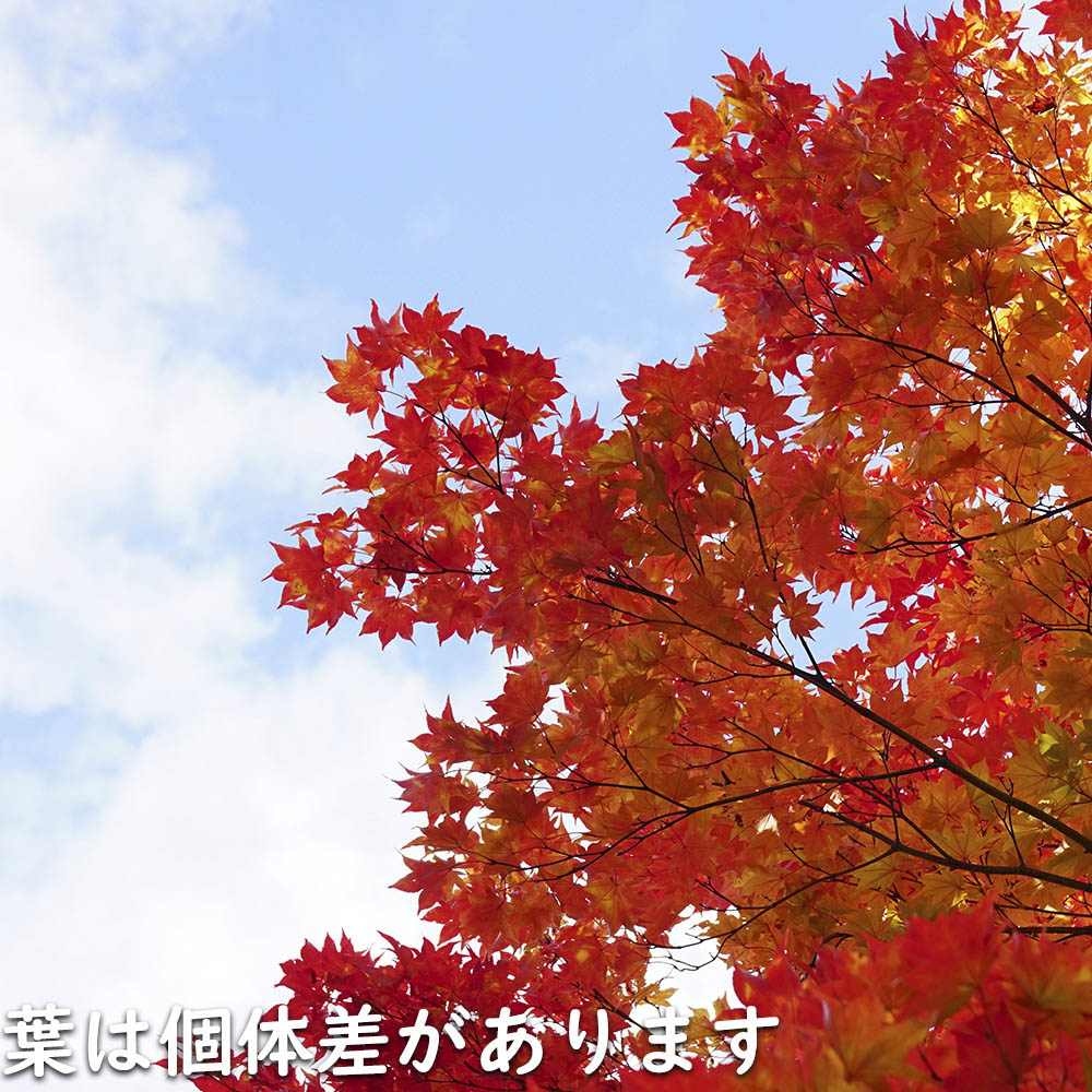 楽天市場】コハウチワカエデ 実生 1.2m 15cmポット 4本 苗 : トオヤマ