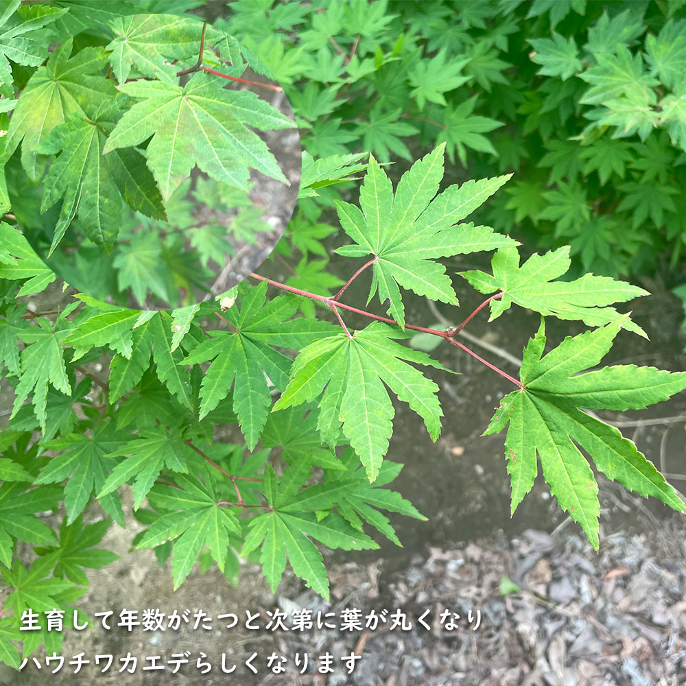 楽天市場】コハウチワカエデ 株立ち 2m 露地 苗木 : トオヤマグリーン