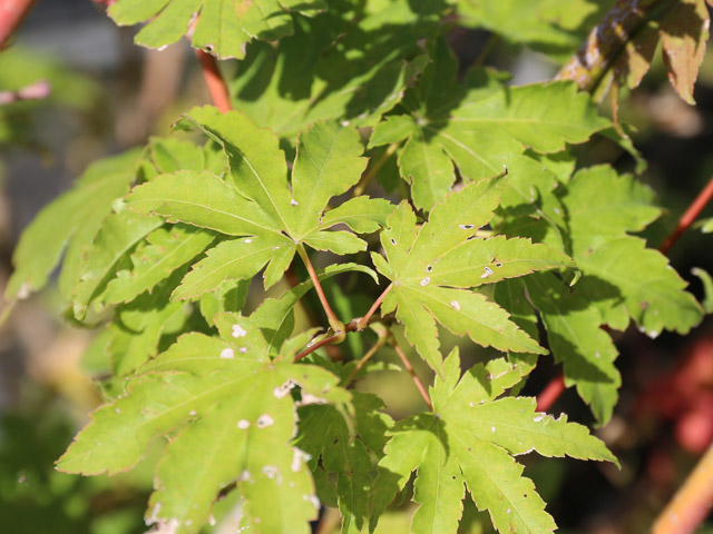 楽天市場】コハウチワカエデ 株立ち 2m 露地 苗木 : トオヤマグリーン