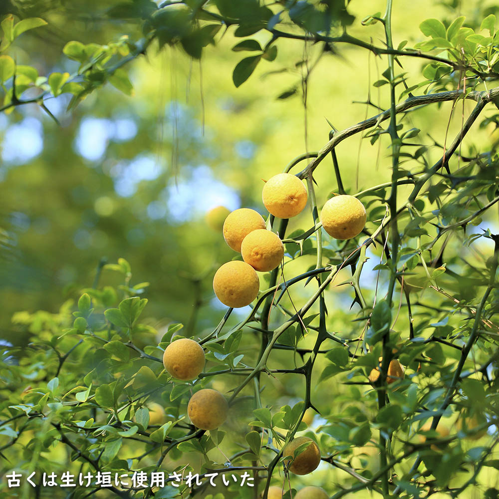 楽天市場】カラタチ 0.2m 10.5cmポット 50本 苗 : トオヤマグリーン