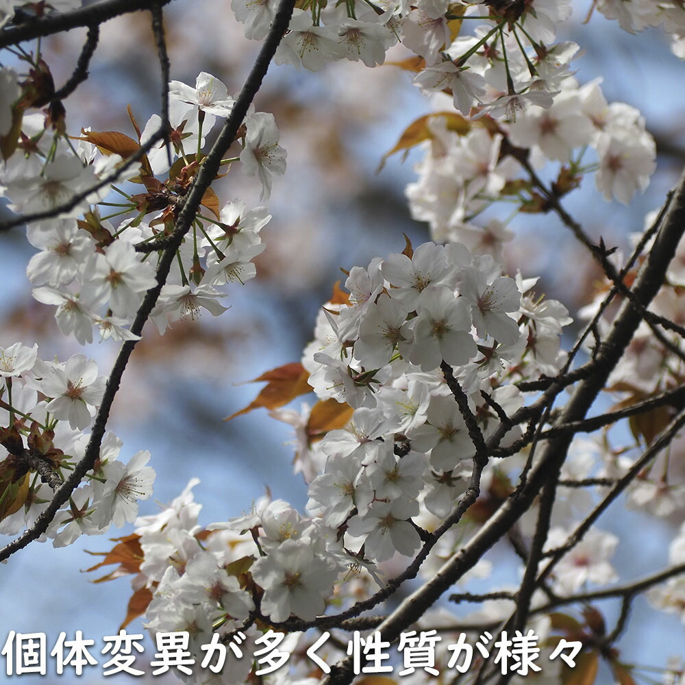 楽天市場】ヤマザクラ 株立ち 2.5m 露地 苗木 : トオヤマグリーン