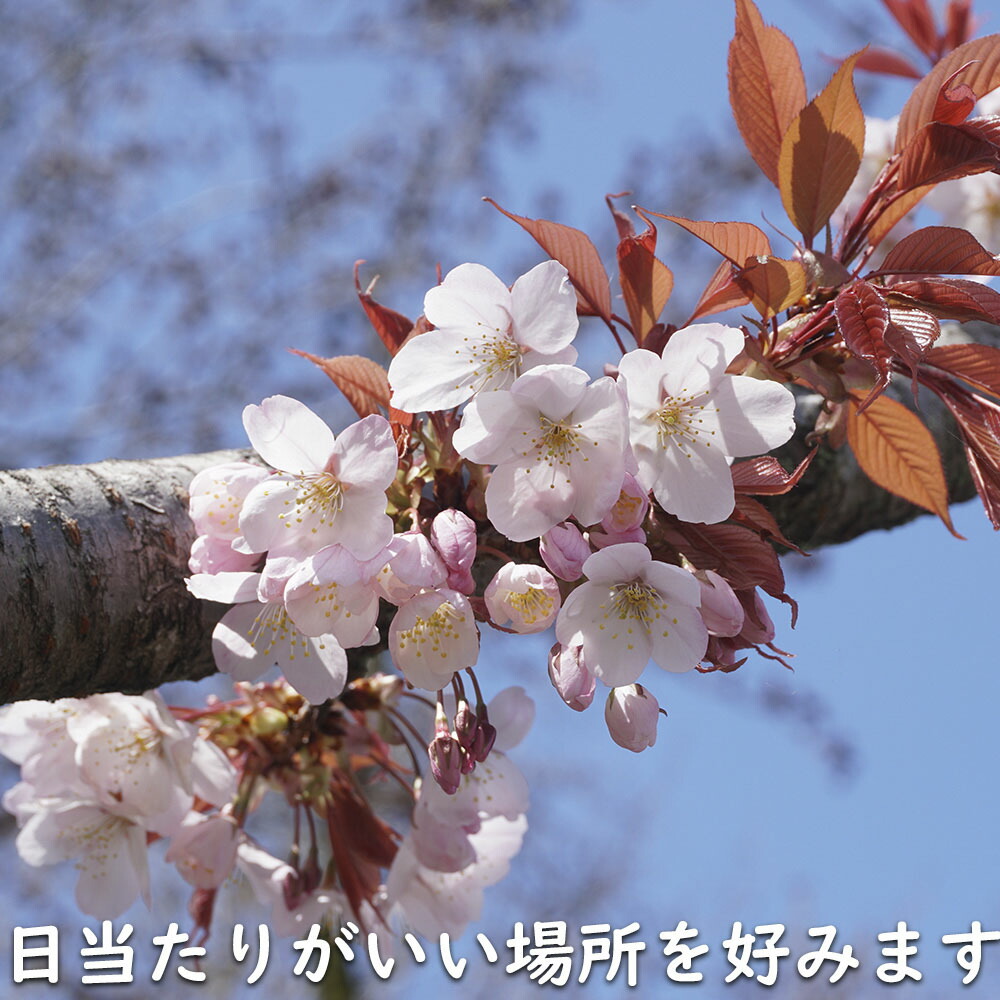 楽天市場】ヤマザクラ 株立ち 2.5m 露地 苗木 : トオヤマグリーン