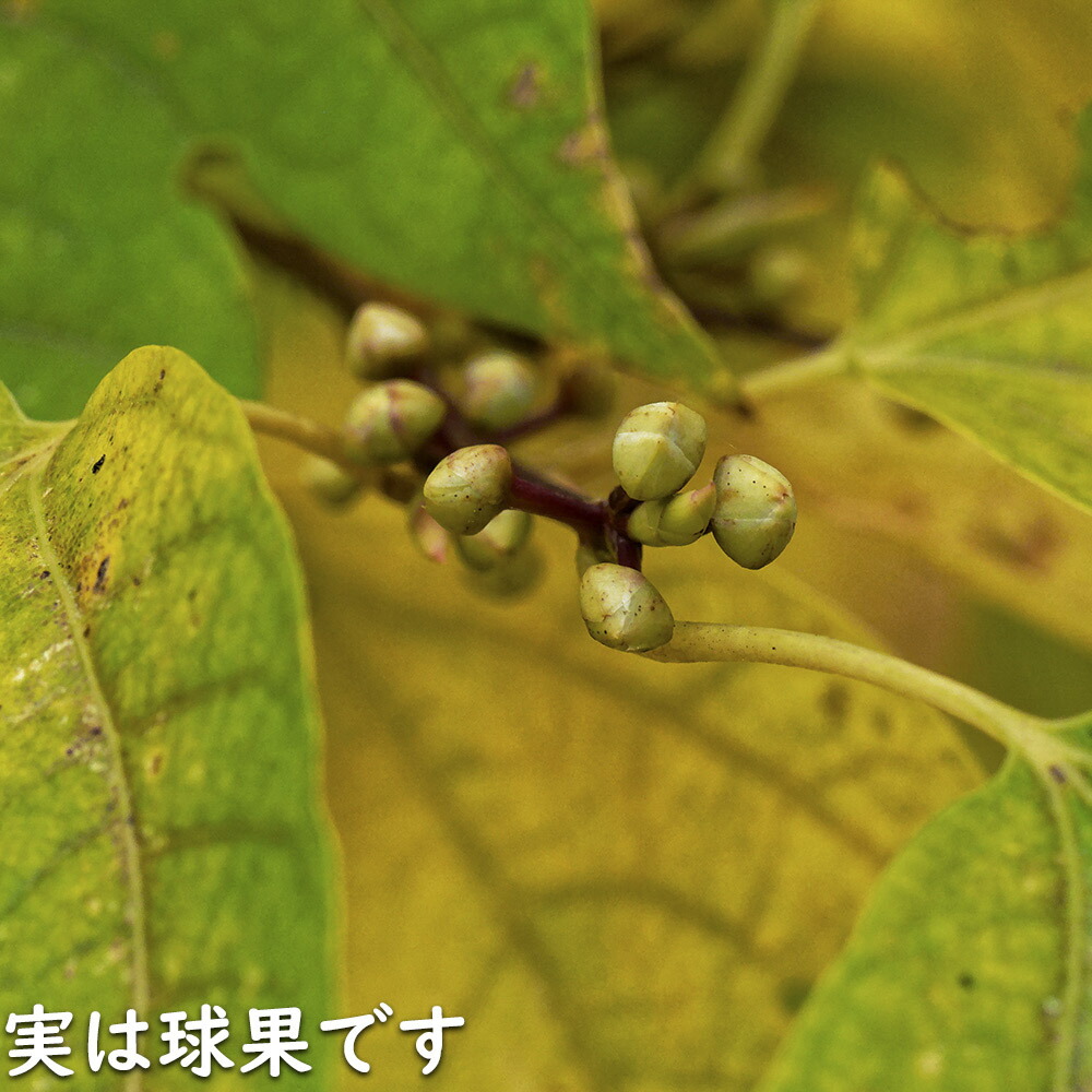 楽天市場】シロモジ 2m 露地 苗木 : トオヤマグリーン