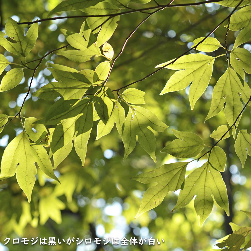 楽天市場】シロモジ 2m 露地 苗木 : トオヤマグリーン