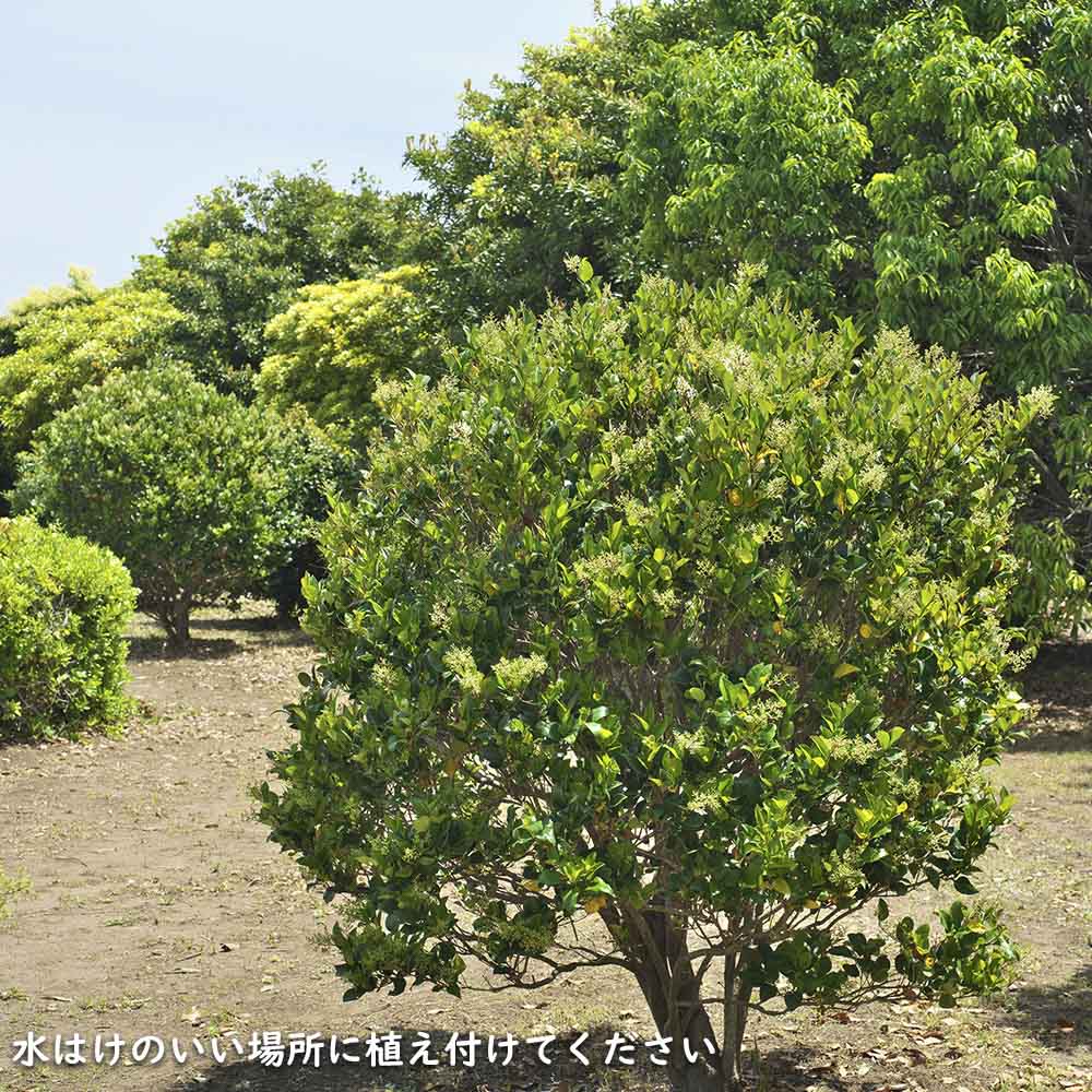 楽天市場】ネズミモチ 1m 15cmポット 10本 苗 : トオヤマグリーン