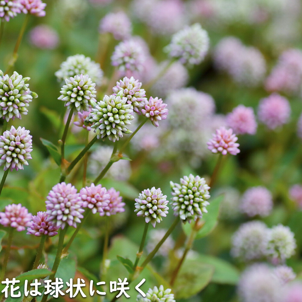 楽天市場】ヒメツルソバ 9.0cmポット 30本 苗 : トオヤマグリーン