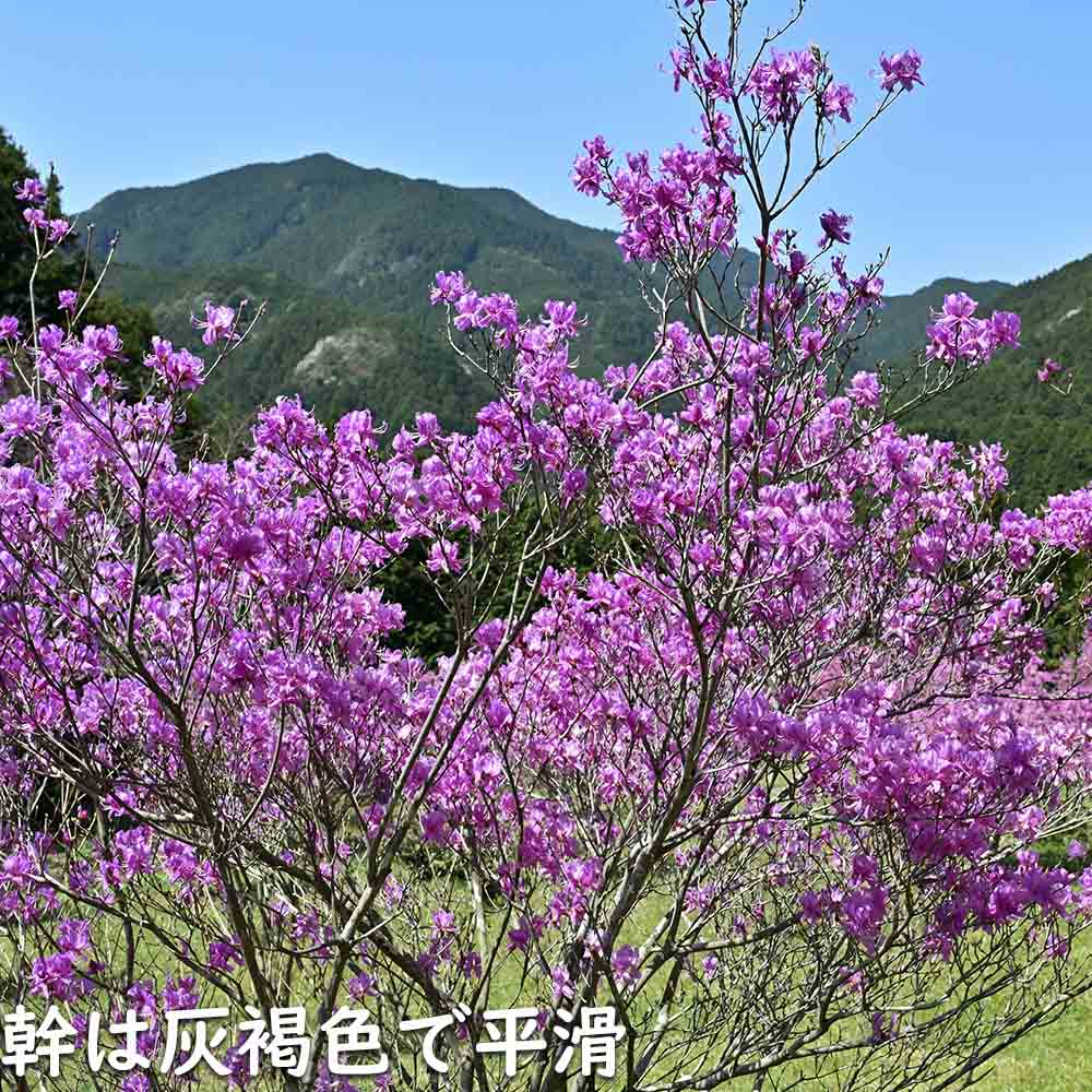 楽天市場】ミツバツツジ 2.5m 露地 苗木 : トオヤマグリーン