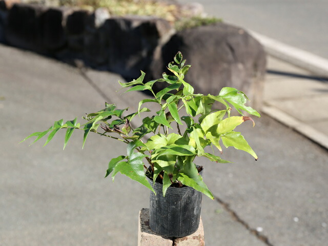 楽天市場】オニヤブソテツ 10.5cmポット 苗 : トオヤマグリーン