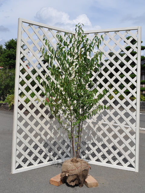 楽天市場】エゴノキ 株立ち 1.5m 露地 苗木 : トオヤマグリーン