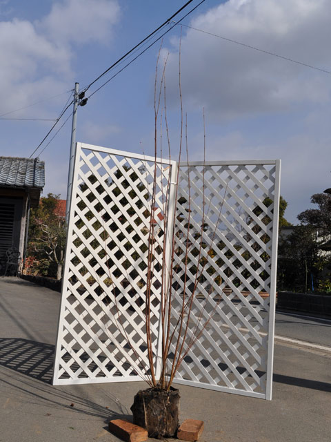 楽天市場】カツラ 株立ち 2m 露地 苗木 : トオヤマグリーン