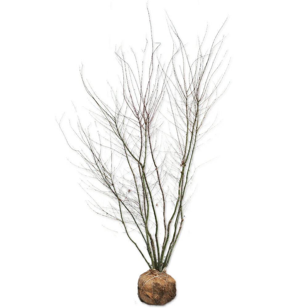 楽天市場】イロハモミジ 株立ち 2.5m 露地 苗木 : トオヤマグリーン