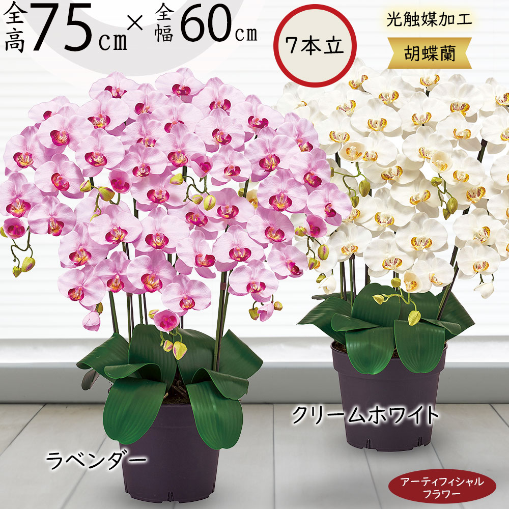 楽天市場】胡蝶蘭 鉢花 7本立 光触媒加工 ピュア オーキッド おしゃれ