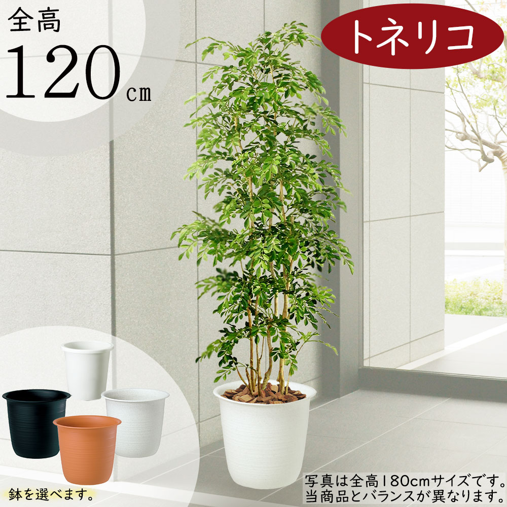 楽天市場】フェイクグリーン おしゃれ 人気 リアル おすすめ トネリコ