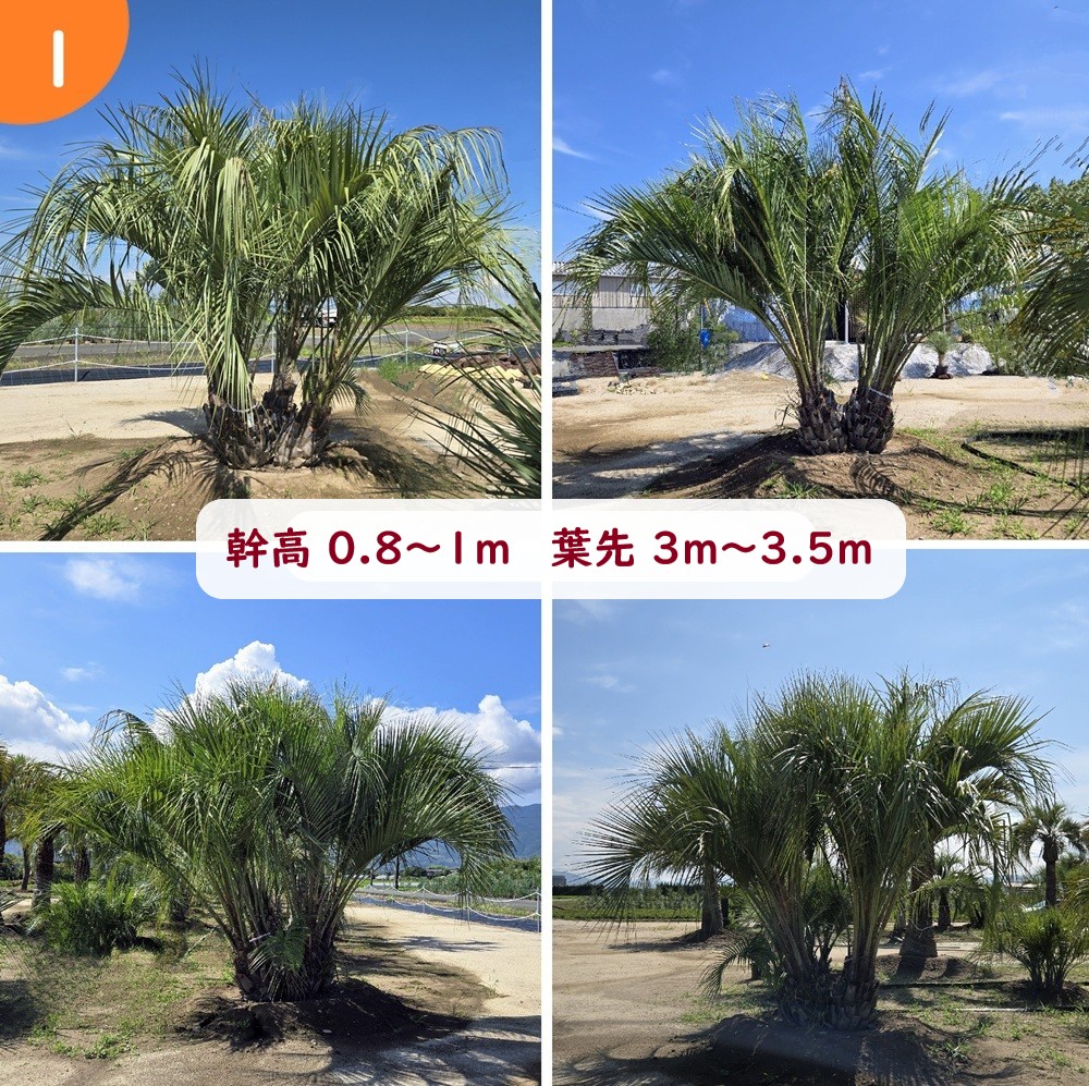 楽天市場】【根巻き】ココスヤシ 中株 幹太 苗木【maki】 : 千草園芸