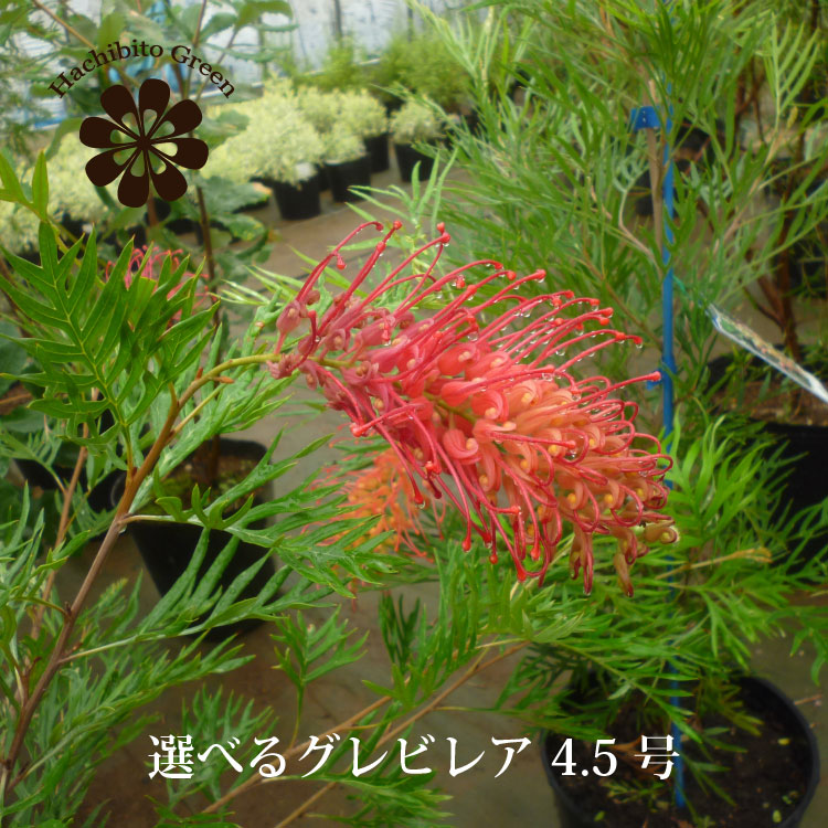 楽天市場】(一部地域送料無料) 選べる品種 グレビレア 4.5号 / 数量