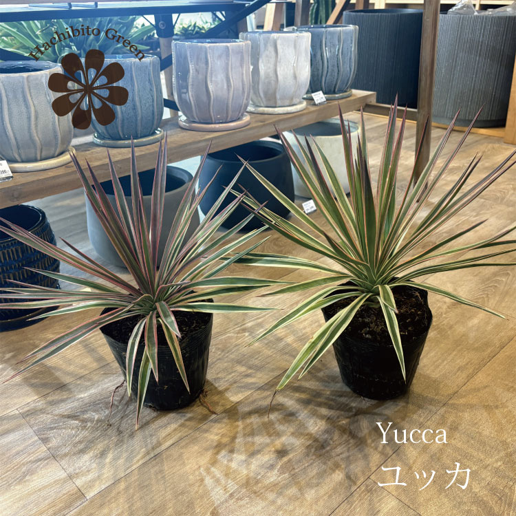 楽天市場】ユッカ グロリオサの通販