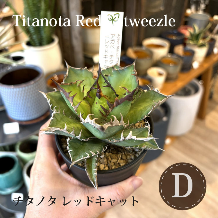 楽天市場】【数量限定】選べる品種 アガベ チタノタ 希少品種 3.5号