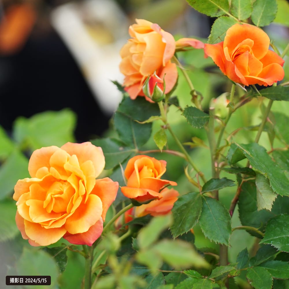 楽天市場】四季咲きバラ苗 【ディズニーランドローズ】 1年生新苗