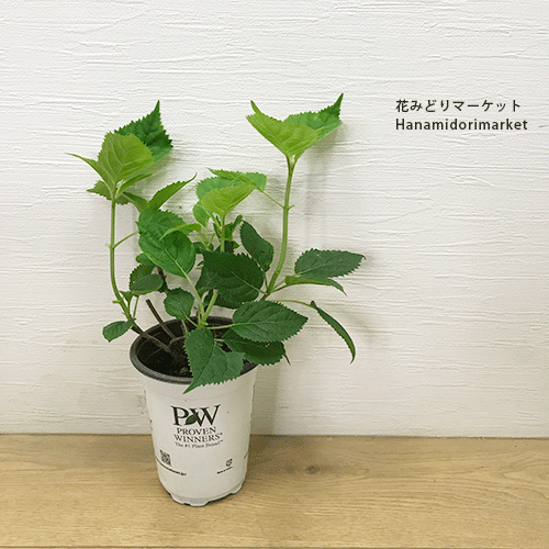 楽天市場】【単品 / 3個セット】ガーデンアジサイ アナベル グランデ