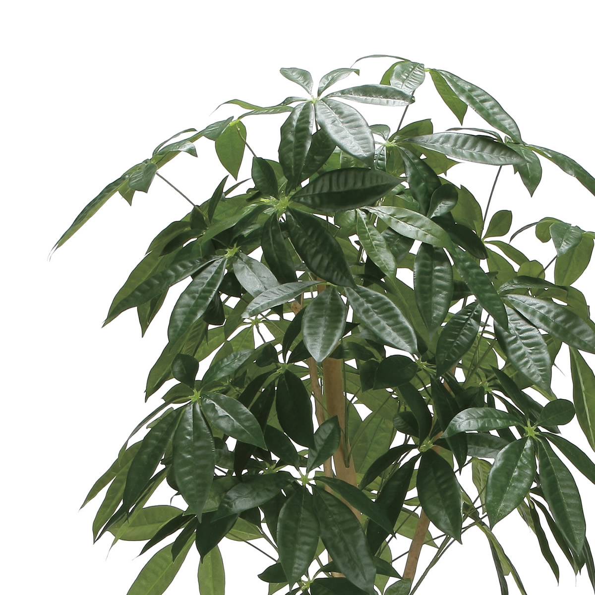 楽天市場】光触媒 光の楽園 ウッドボックスパキラ1.6m フェイク