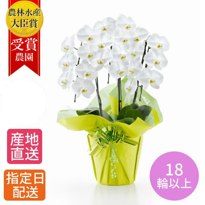 生花 胡蝶蘭 鉢植え」の人気商品一覧 | 安い商品を通販サイトから探す