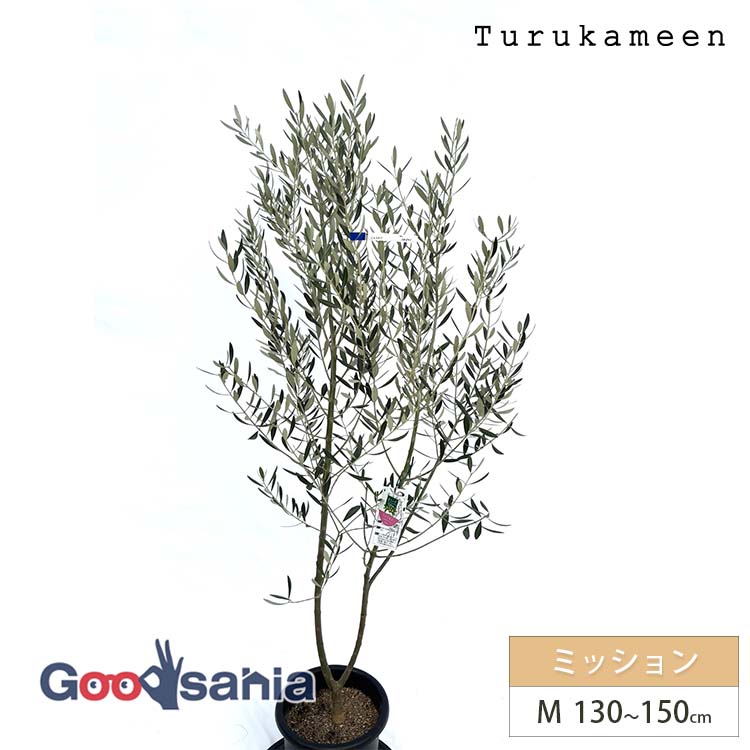 オリーブ ミッション 盆栽 植木」の人気商品一覧 | 安い商品を通販