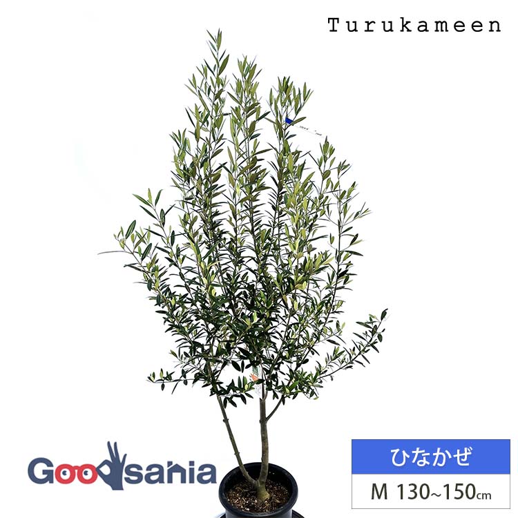 オリーブ 鉢植え 盆栽」の人気商品一覧 | 安い商品を通販サイトから