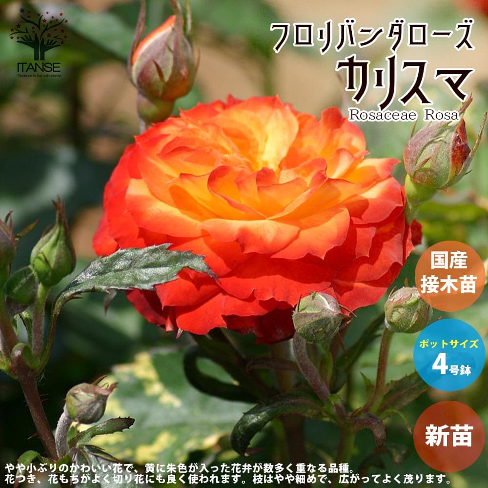 楽天市場】【送料無料】薔薇の苗 カリスマ ( 四季咲きフロリバンダ