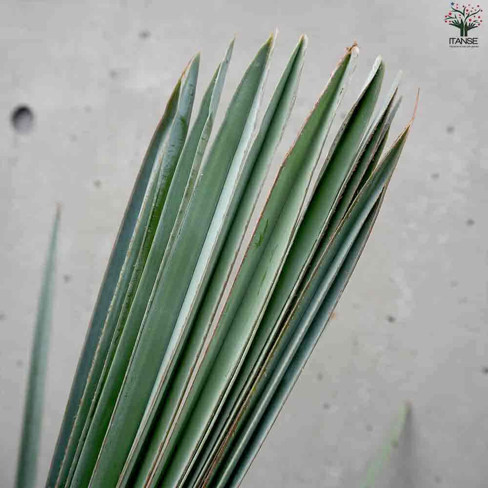 楽天市場】【送料無料】ビスマルキア ノビリス シルバー 観葉植物 7号