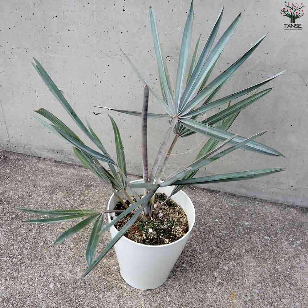 楽天市場】【SS期間☆P5倍】ビスマルキア ノビリス シルバー 観葉植物