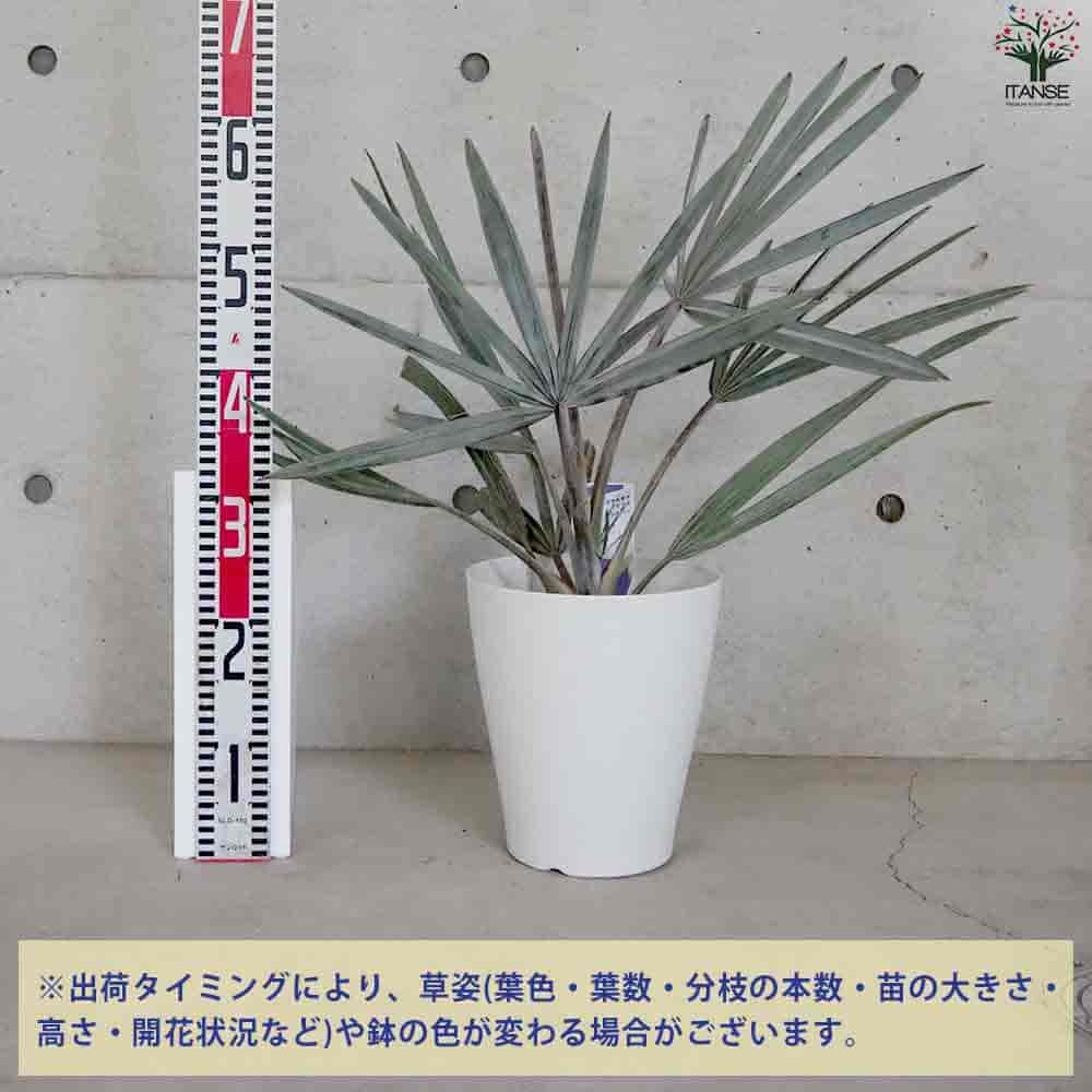 楽天市場】【送料無料】ビスマルキア ノビリス シルバー 観葉植物 7号