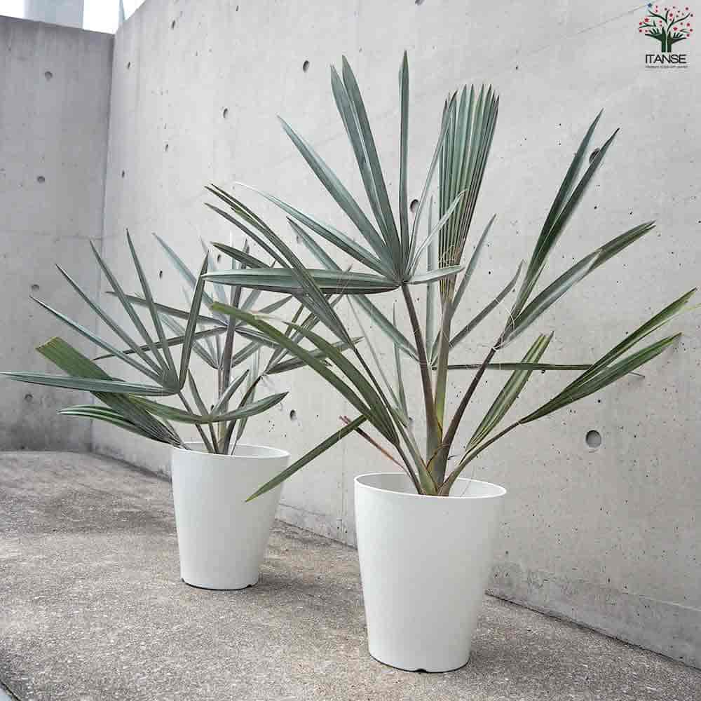 楽天市場】【送料無料】ビスマルキア ノビリス シルバー 観葉植物 7号