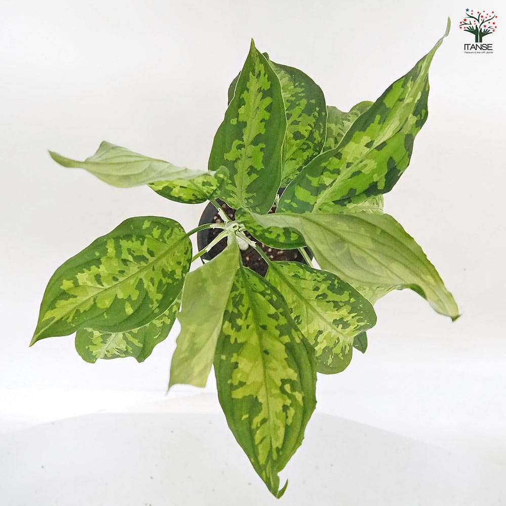 楽天市場】【SS期間☆P5倍】アグラオネマ ピクタム 【 観葉植物 4号