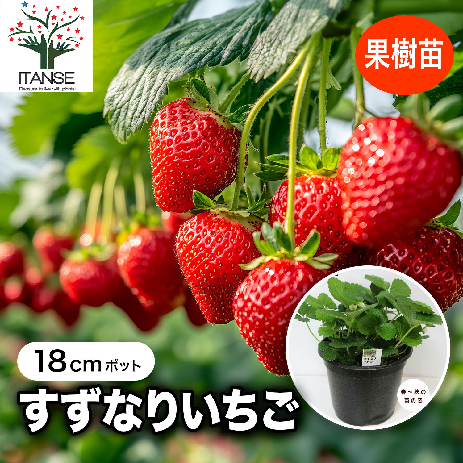 楽天市場】【SS期間☆P5倍】すずなりいちご 大苗 野菜苗 18cmポット 1