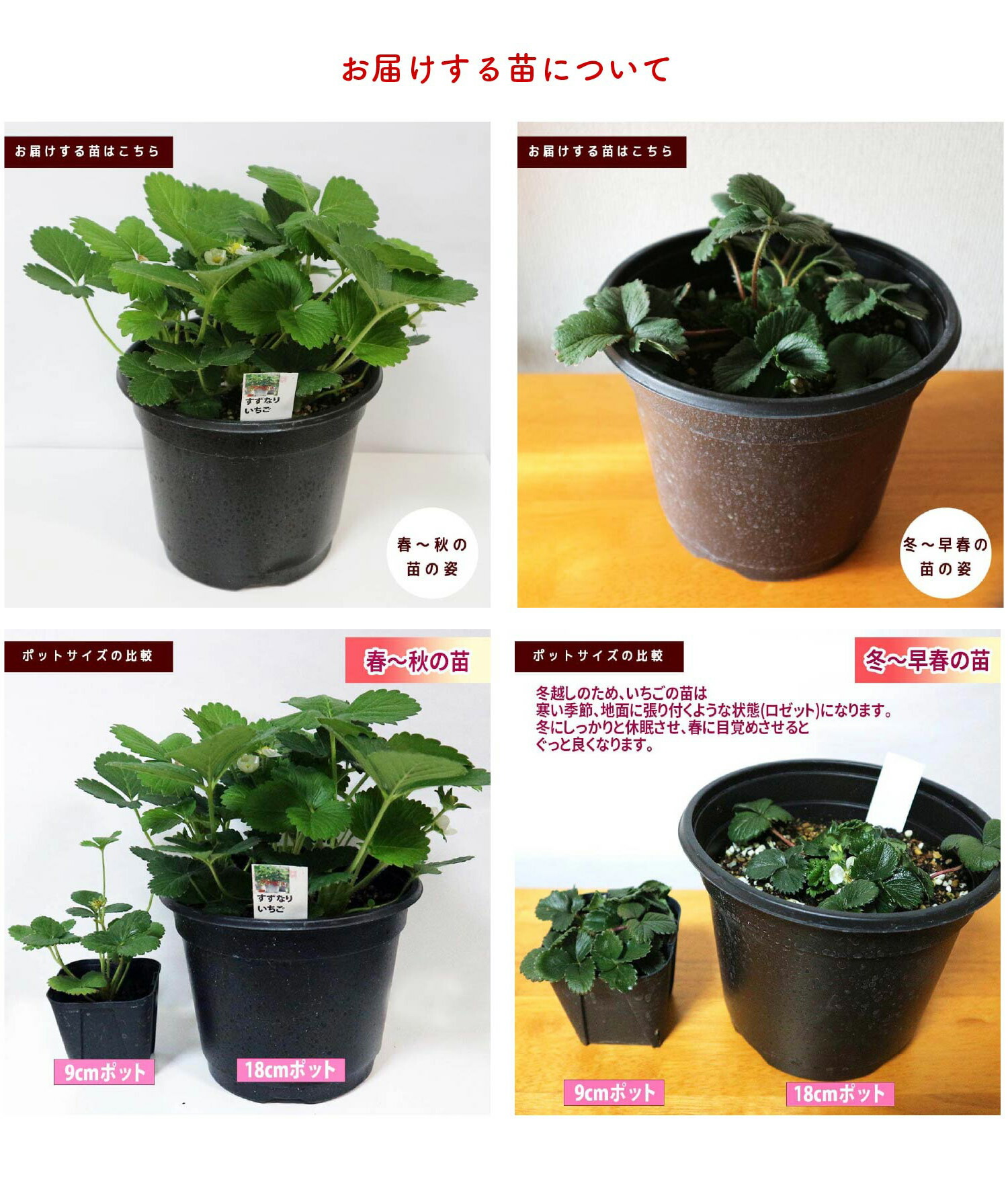 楽天市場】【SS期間☆P5倍】すずなりいちご 大苗 野菜苗 18cmポット 1