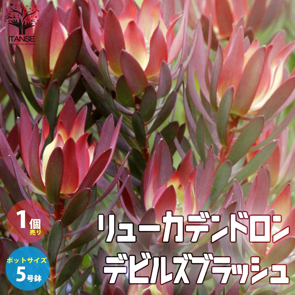 楽天市場】【SS期間☆P5倍】リューカデンドロン デビルズブラッシュ