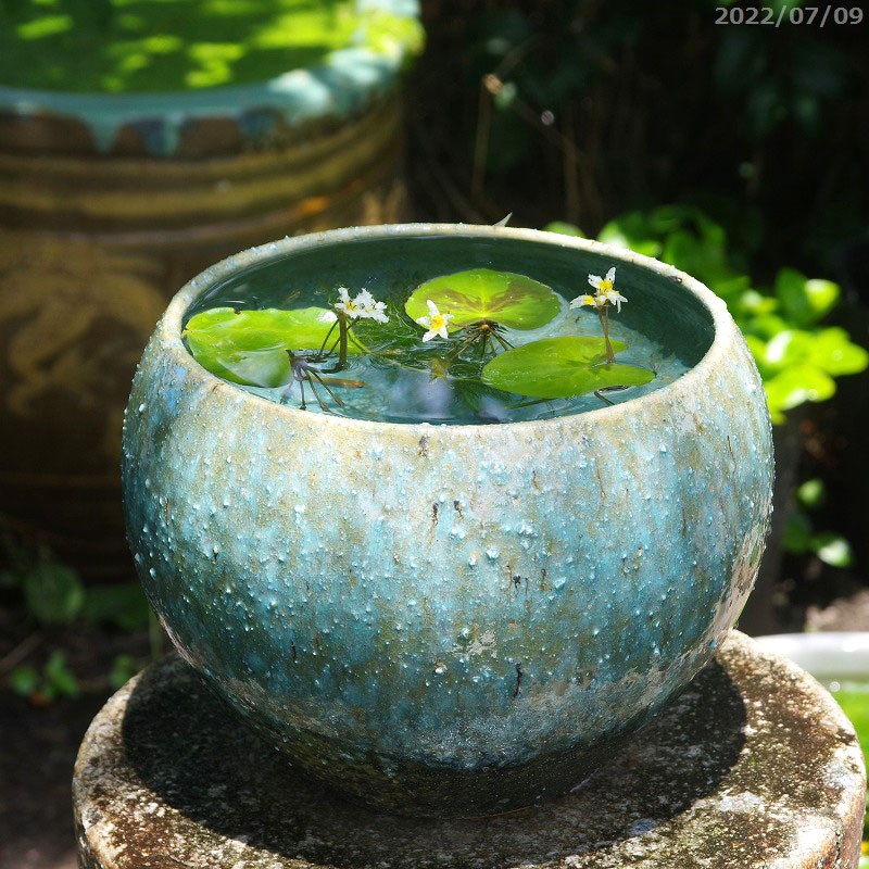 楽天市場】信楽焼 睡蓮鉢 陶器 メダカ鉢 緑窯変 丸水鉢8号 ＋ガガブタ