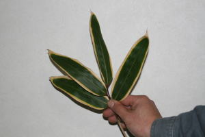 楽天市場】【12月11日からの出荷】クマザサ 笹の葉 大 中 小 1枚より