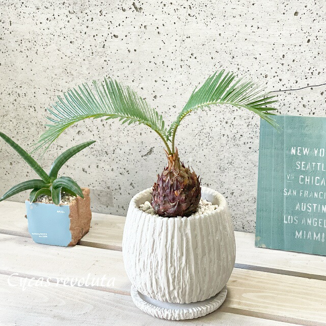 楽天市場】観葉植物【ソテツ属】ソテツ 5号Sセメント鉢（皿付）GG16104