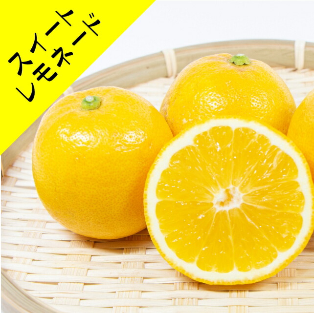 楽天市場】【香酸柑橘系ミカン属】スイートレモネード（接木苗）4号L