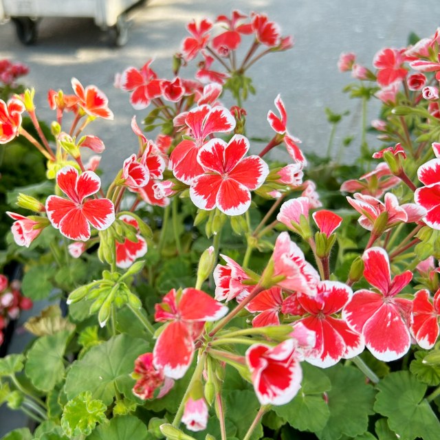 楽天市場】【ペラルゴニウム属】覆輪咲きゼラニウムミスターレンさま