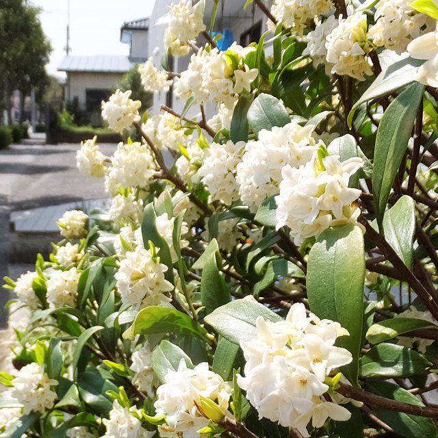楽天市場】【ジンチョウゲ属】沈丁花 白花 4号ポット : 産直花だん屋