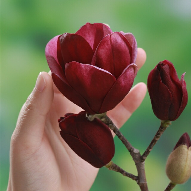 楽天市場】【モクレン属】ハイブリットモクレンジェニー4号ポット※登録