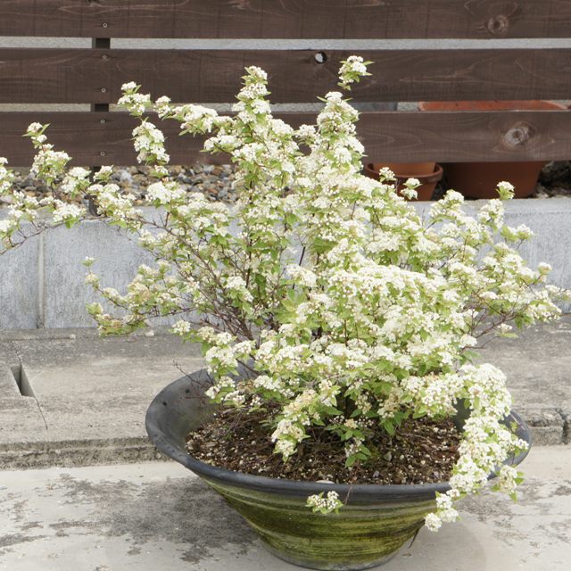 楽天市場】【シモツケ属】桜でまり・ピンクアイス（コデマリ斑入り葉