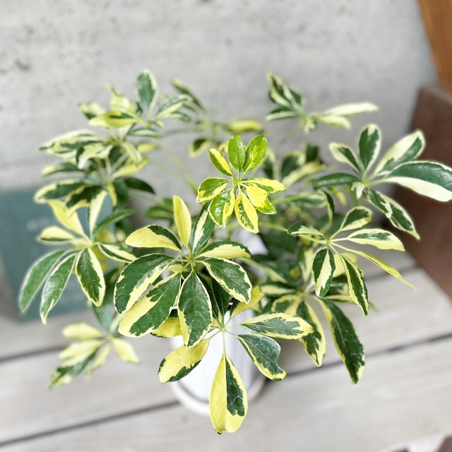 楽天市場】観葉植物【シェフレラ属】シェフレラAハッピーイエロー4号