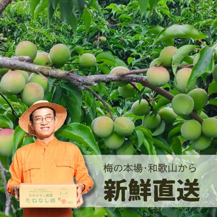 楽天市場】【2026年分◎予約割あり】秀品 完熟 南高梅 3kg 5kg 10kg (+