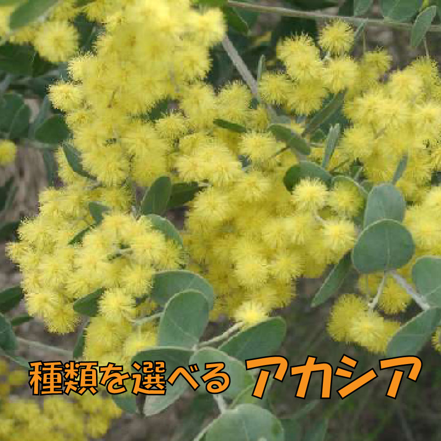 楽天市場】アカシア 3.5寸 苗木 シンボルツリー 庭木に ミモザ パール